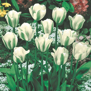 Spring Green Tulip Seeds